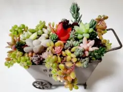 【多肉植物】寄せ植え カット苗セット h11