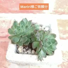 【速達付き】Mariri様ご依頼分 ひな菊他 多肉 多肉アンさんのサムネイル
