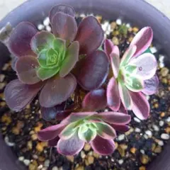 ユキ☆★様 リクエスト 2点 まとめ商品