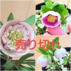 クリスマスローズ 種3粒 - メルカリ