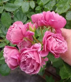 和バラ 接木苗 新苗 希少 切花品種 モーブピンク系 - メルカリ