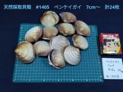 天然採取貝殻　#1405　ベンケイガイ　7cm〜　計24枚