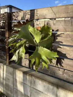 2025年最新】シルバーベルベット ビカクシダの人気アイテム - メルカリ