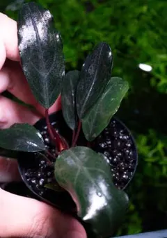 水草 Bucepharandra sp Black Flame Bucepharandra sp Black Flame - メルカリ