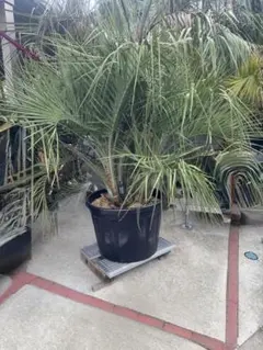 2026年最新】ココスヤシの子株の人気アイテム - メルカリ