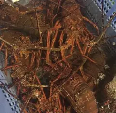 와카야마현산 생 왕새우 1kg