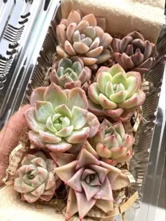 NEW❣️ピンク系8苗詰め合わせセット❣️多肉植物 韓国苗 寄せ植えのサムネイル