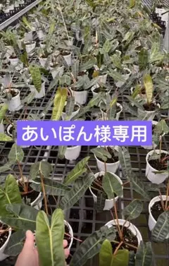 【あいぽん様専用】
