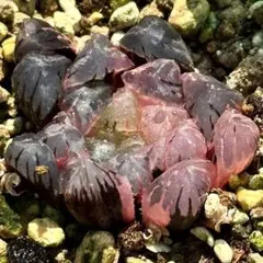 OB-1オブツーサ錦　超美株　ハオルチア　観葉植物　8