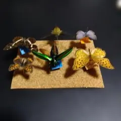 昆虫標本 キリンクビナガオトシブミ ペア - メルカリ