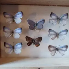 クルトン様 リクエスト 2点 まとめ商品