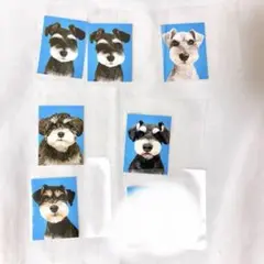 赤の他人の証明写真 シュナウザー