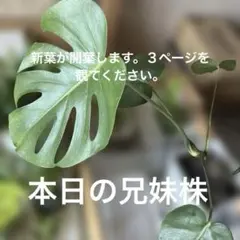 Q492 モンステラ バールマルクスフレーム デリシオーサ - メルカリ