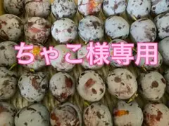 ちゃこ様専用　スコウプルーン　訳あり　約5キロ