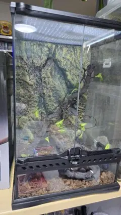 2025年最新】グラステラリウムの人気アイテム - メルカリ