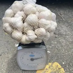 期間限定 福地ホワイト六片にんにくの芽 1kg 農家直送 - メルカリ