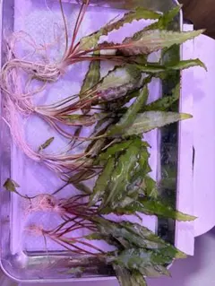 2026年最新】魚用品・水草の人気アイテム - メルカリ