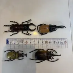 最終値下カブトムシ クワガタ 昆虫フィギュア 4体セット