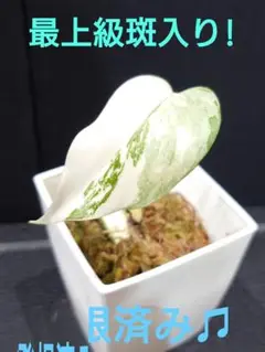 モンステラ茎伏せ成功しっかり発根3苗　そのままメルカリ便で匿名発送 モンステラ茎伏せ成功しっかり発根3苗 そのままメルカリ便で匿名発送