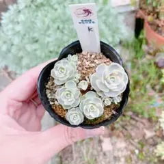 多肉植物 子持ち蓮華 錦 鏡花 抜き苗 L - メルカリ
