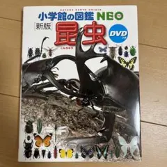 昆虫