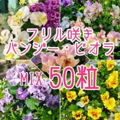 Yukimushi様 淡いろ フリルパンジー 種子 ミックス50粒 - メルカリ