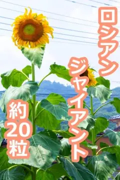 ひまわり　ロシアンジャイアント 20粒