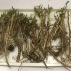 信州浅間山南麓産】今が旬‼️天然 葉わさび 500g - メルカリ