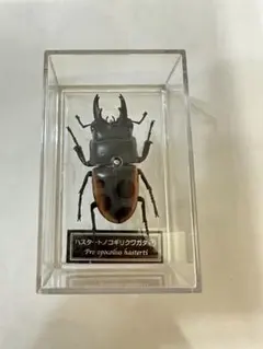 2026年最新】ハスタートノコギリクワガタの人気アイテム - メルカリ