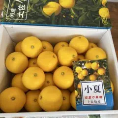 プルメリア土佐特産 ハウス小夏 初夏の果物サイズS5キロ2箱 プルメリア様専用土佐特産 ハウス小夏 初夏の果物サイズS5キロ2箱