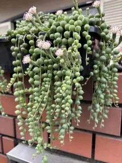 多肉植物 グリーンネックレス 2本 10cm カット苗 - メルカリ
