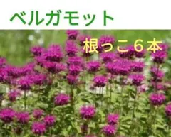 ハーブ ベルガモット 花苗 ラベンダーカラー 10苗セット - メルカリ