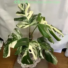 斑入りモンステラ ボルシギアナ ホワイトタイガー 茎挿し 茎伏せ
