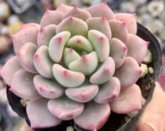 多肉植物 ぷくぷくセット♡恋心♡ビアポップ♡ お買い得 早い者勝ち 2026 超豪華 12品種 多肉植物福袋 多肉植物 愛