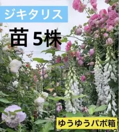 ジキタリス　5株　色Mix ゆうゆうパケットポスト箱　花苗　多年草 苗のサムネイル