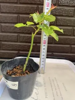 482 バラ苗 バラ挿し木苗 枝太め ろ - メルカリ