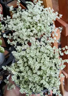 セダム「リトルミッシー」多肉植物　カット苗と根付き苗　合計40本のサムネイル