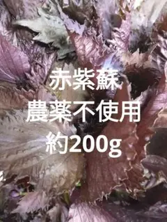 赤紫蘇 葉(茎付き)　鮮度抜群　農薬不使用　約200g(茎込み)　夏バテ予防のサムネイル