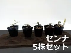 A150 センナ メリディオナリス 5株セットのサムネイル