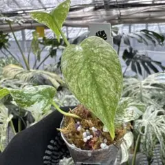 希少】Peperomia argyreia Neon variegated - メルカリ