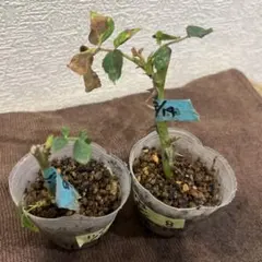 Dyプロフ必読※断捨離中まとめ買い大歓迎様 リクエスト 2点 まとめ商品