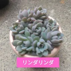 多肉植物　ぼのぼのさん苗　リンダリンダ　カット苗のサムネイル