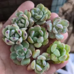 ゆみこふ様 リクエスト 2点 まとめ商品