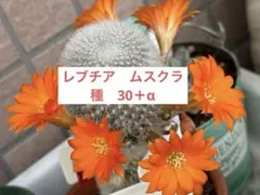サボテン レブチア ムスクラ 種子 50粒 - メルカリ
