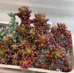 2026年最新】虹の玉 葉挿しの人気アイテム - メルカリ