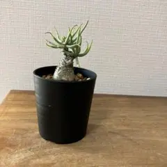 2026年最新】チレコドン ペアルソニーの人気アイテム - メルカリ