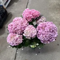 itk.様 リクエスト 2点 まとめ商品