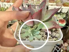 2025年最新】ミックスベリアの人気アイテム - メルカリ