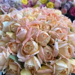 産地直送‼️バラ（切り花 ・生花）＊オレンジ＆パープルハーフMIX＊30