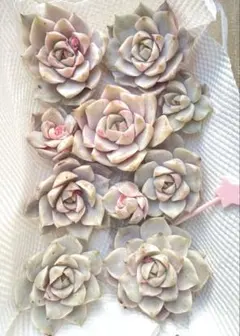 桃　多肉植物　白牡丹錦　カット苗セット